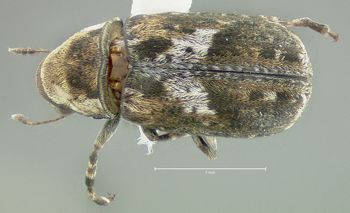 Media type: image;   Entomology 613507 Aspect: habitus dorsal view